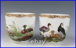 Pair Antique KPM Berlin Cup & Saucer Birds Insects Gold 19th C. German Porcelain